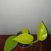 Sadnice - sobne biljke: Epipremnum aureum (Neon Pothos), slika2